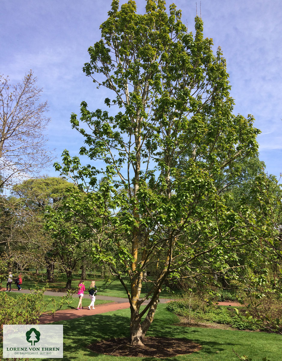 Populus lasiocarpa