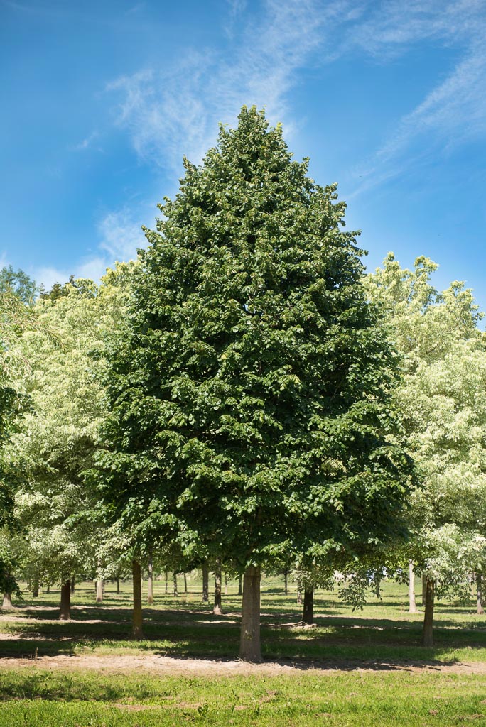 Tilia platyphyllos Unikat