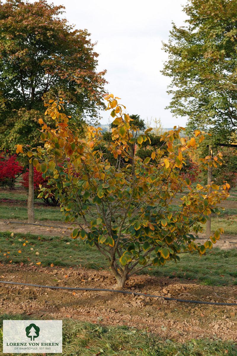 Hamamelis intermedia 'Rubin'