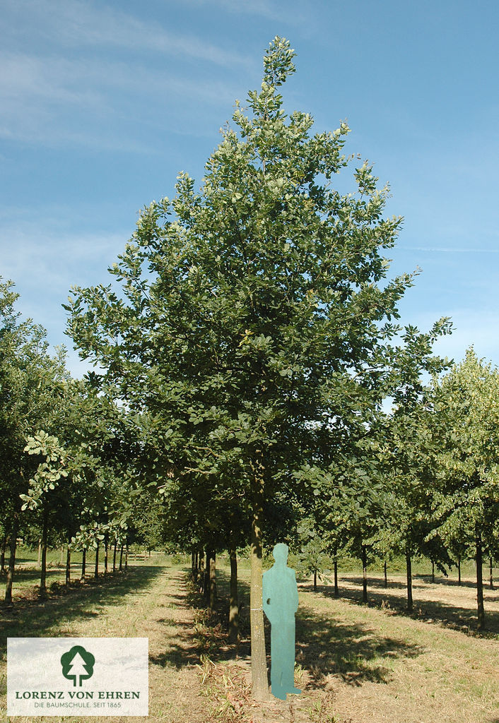 Quercus robur