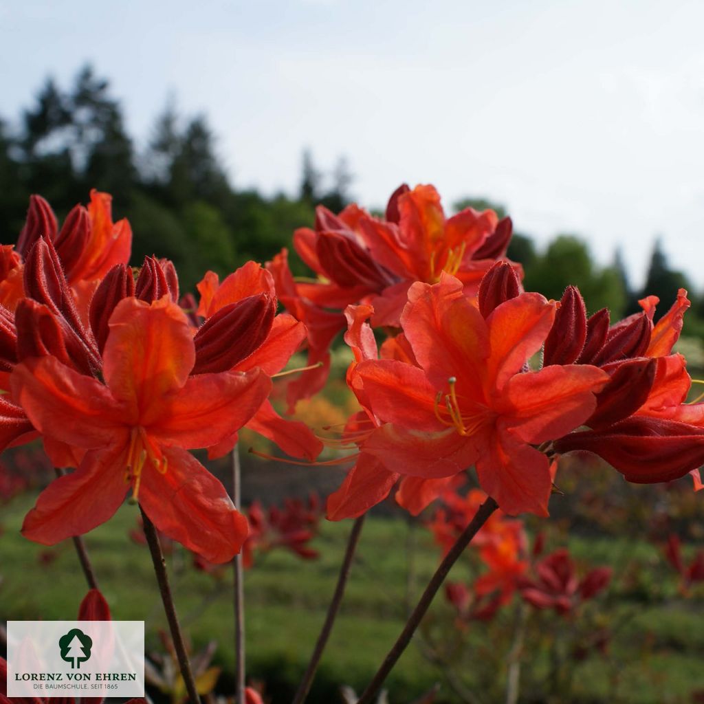 Rhododendron Azalea 'Sunny Boy'