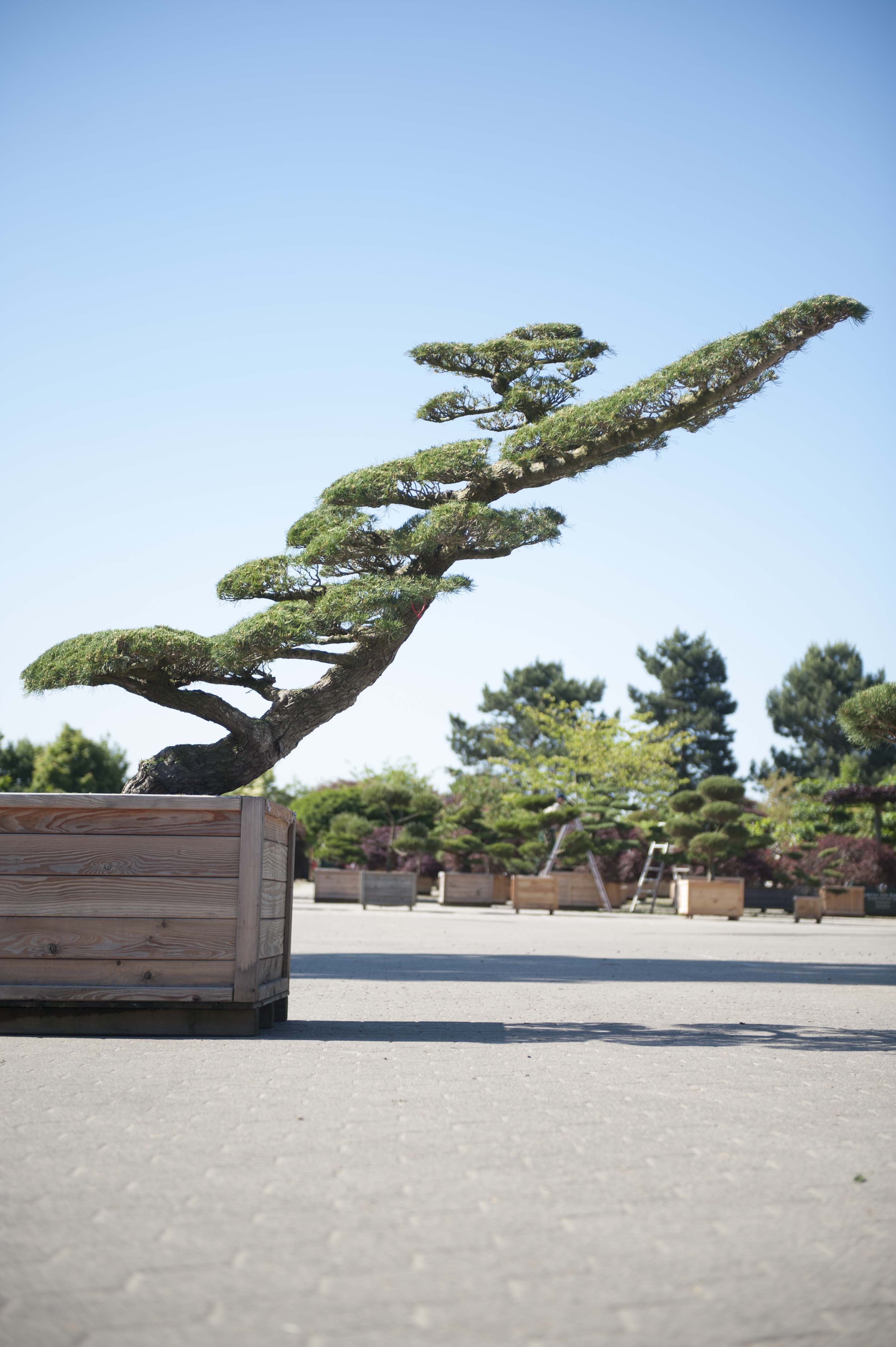 Pinus parviflora Unikat