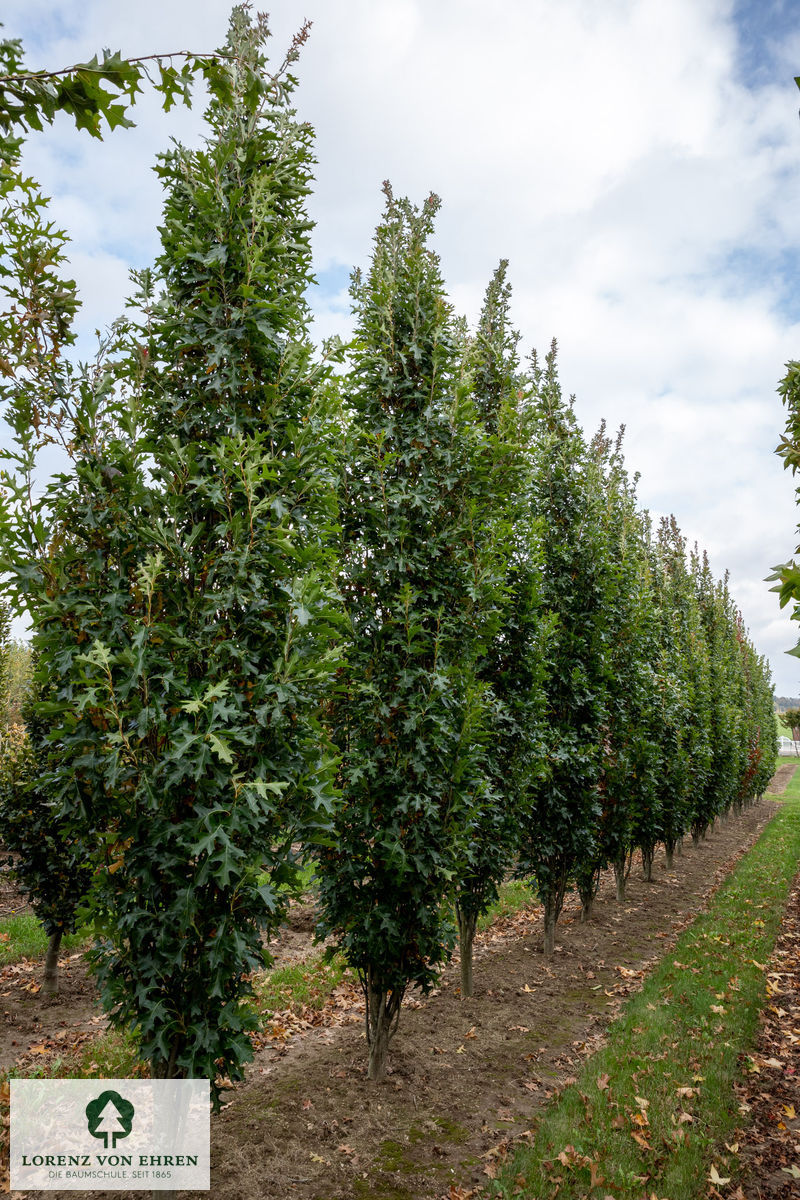 Quercus palustris 'Green Pillar'