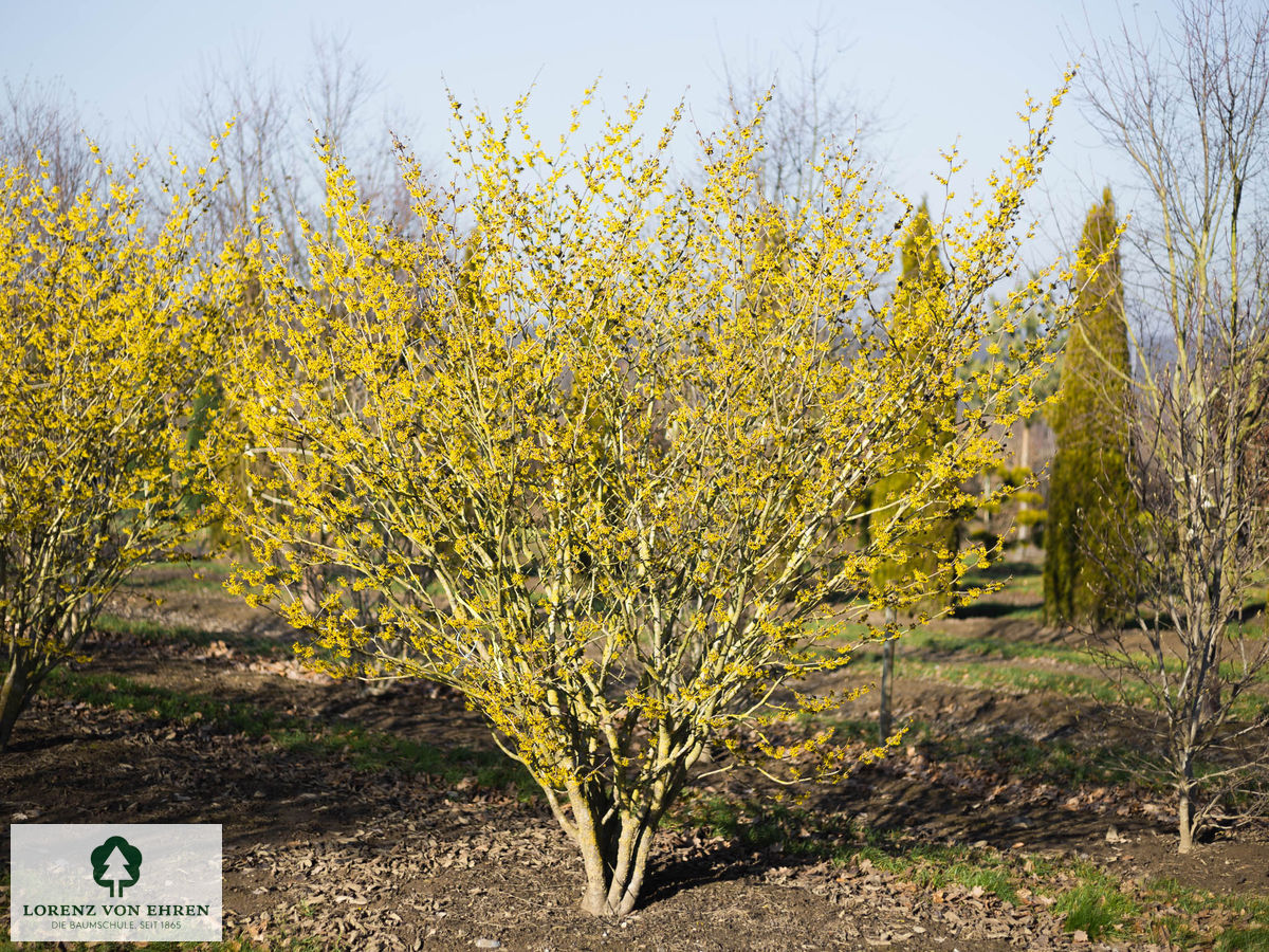 Hamamelis intermedia 'Westerstede'