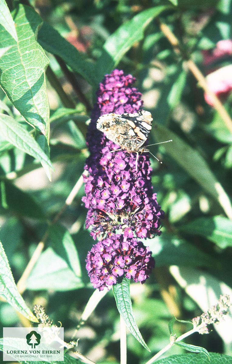 Buddleja davidii 'Dart's Purple Rain'