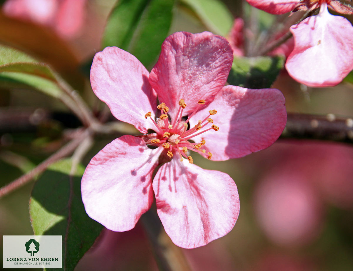 Malus 'Coccinella'