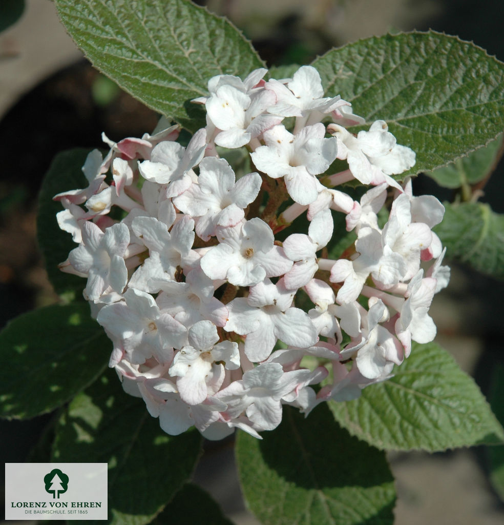 Viburnum carlesii 'Aurora'
