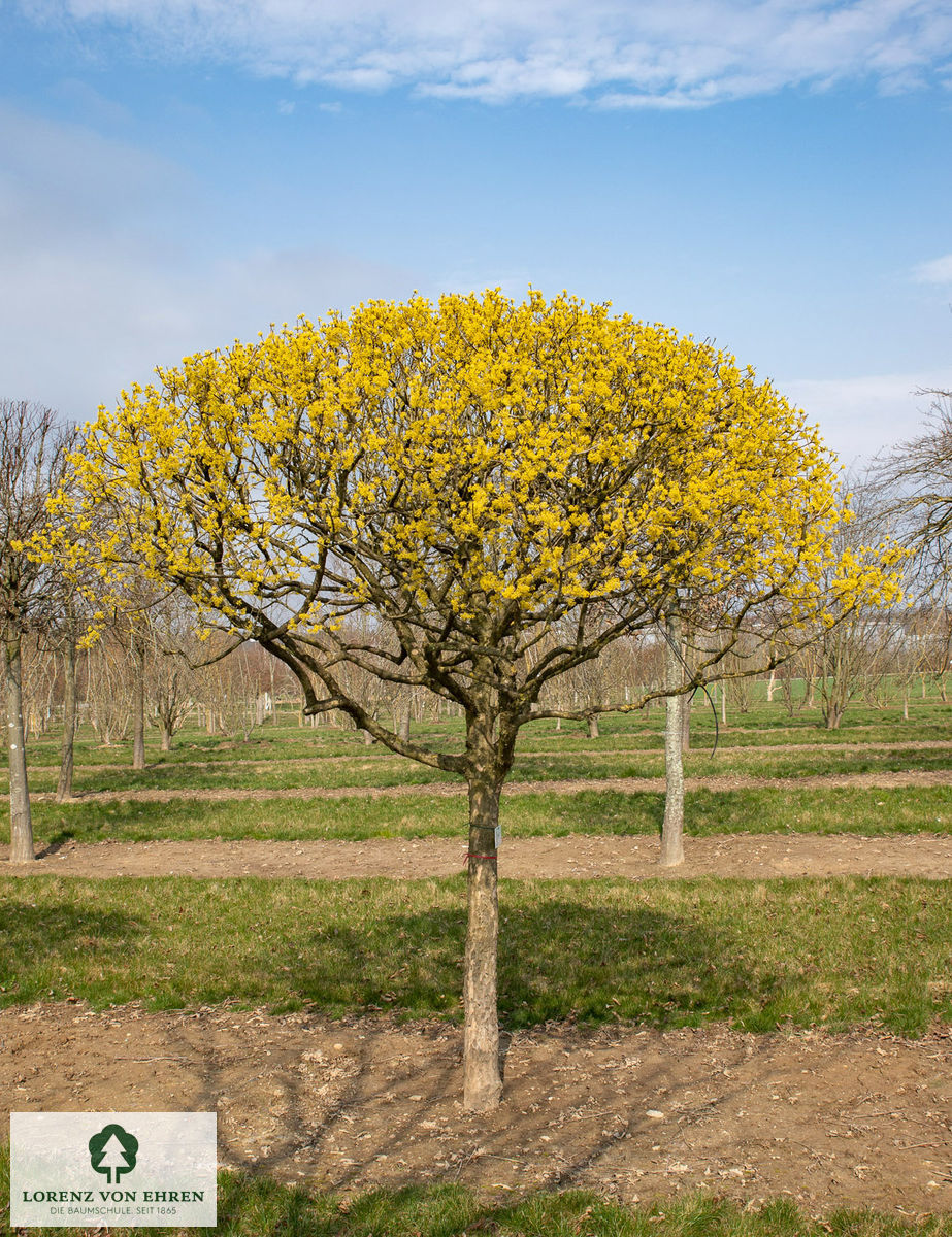 wunderschön blühender Schirm einer Kornelkirsche
