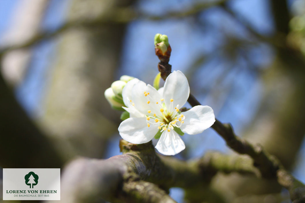 Prunus domestica 'Königin Viktoria'