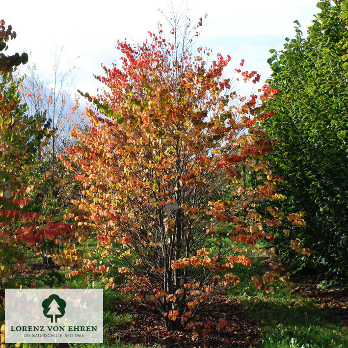 Cercidiphyllum japonicum