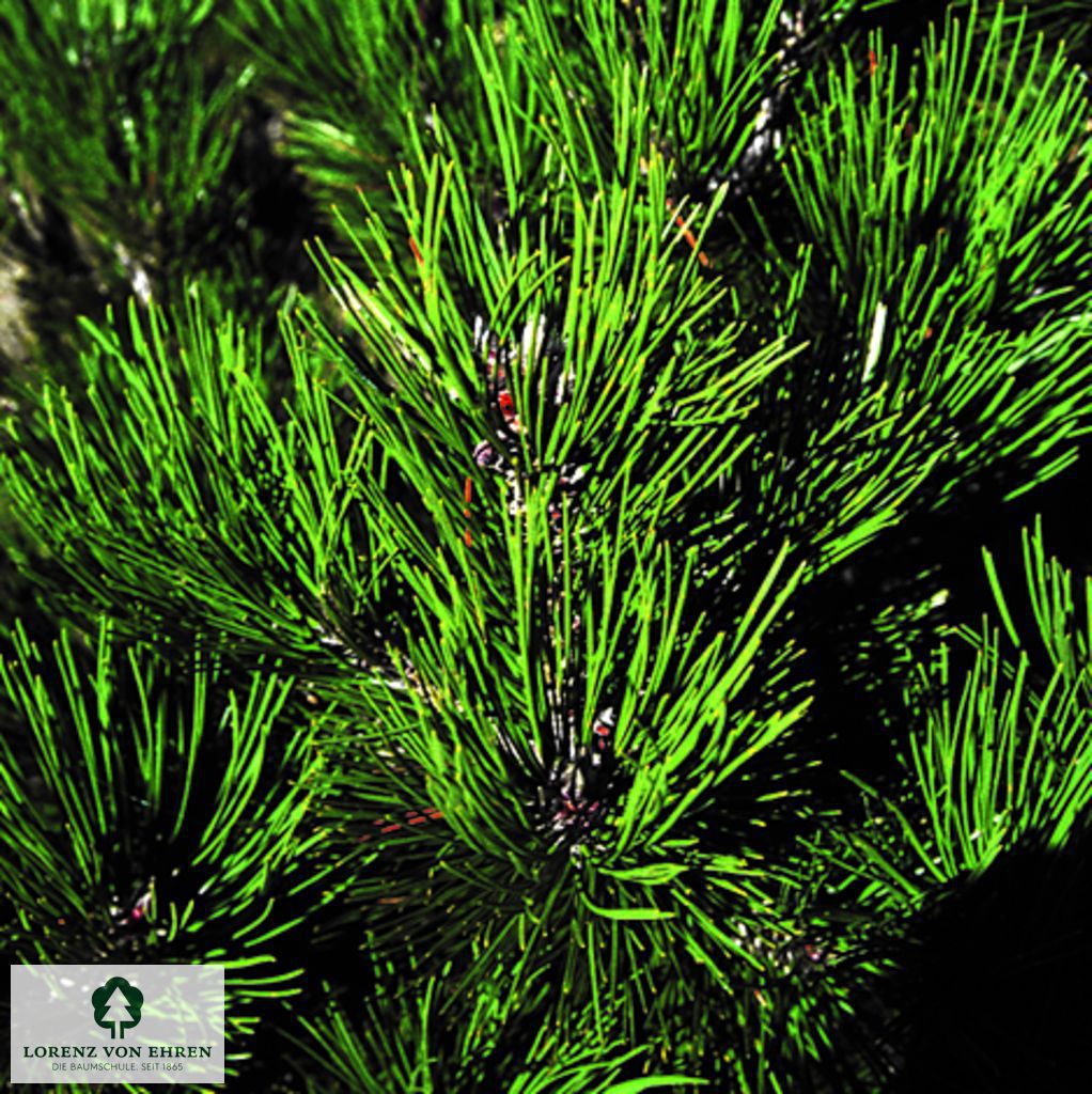 Pinus heldreichii 'Compact Gem'