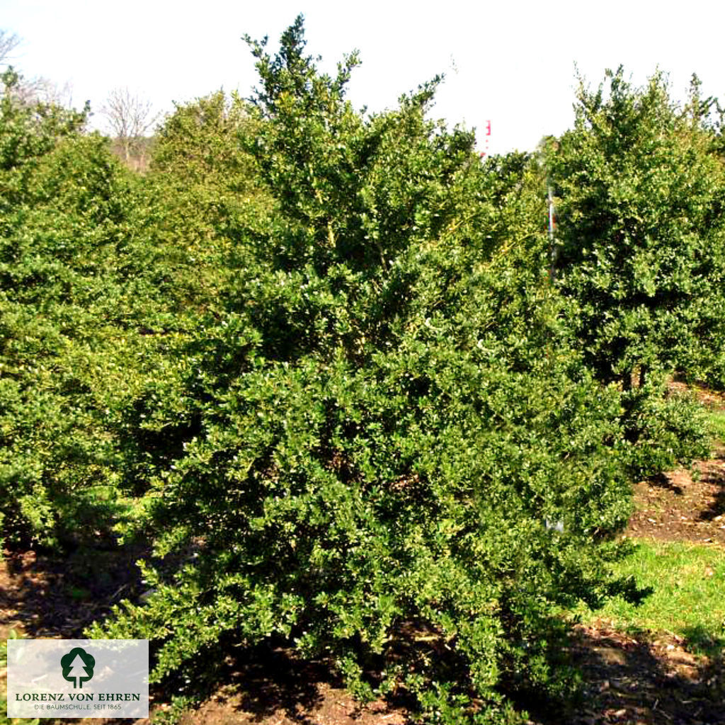 Ilex crenata