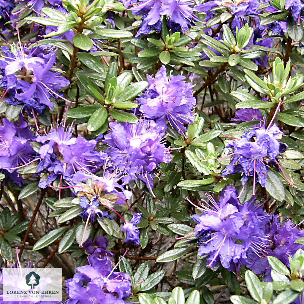 Rhododendron russatum 'Gletschernacht'