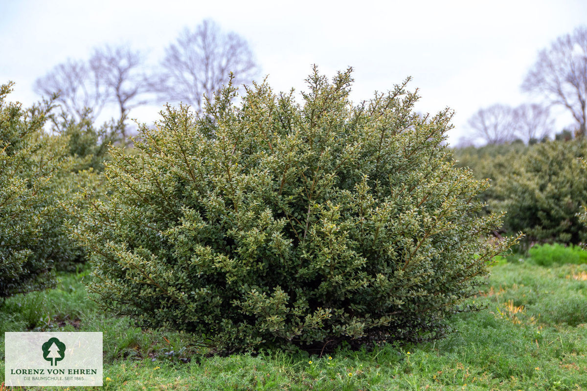Ilex crenata 'Glorie Gem'