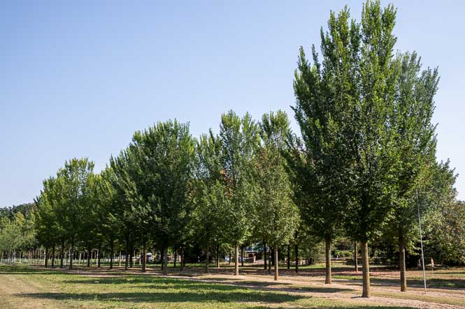 Wunderschöne große Ulmen in der Baumschule von Ehren 