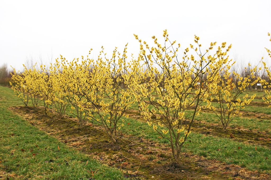 Gelb blühende Zaubernuss im Winter
