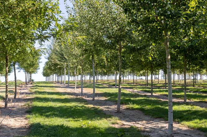 Zitterpappeln sehen im Sommergrün in Reihen in der Baumschule Lorenz von Ehren 