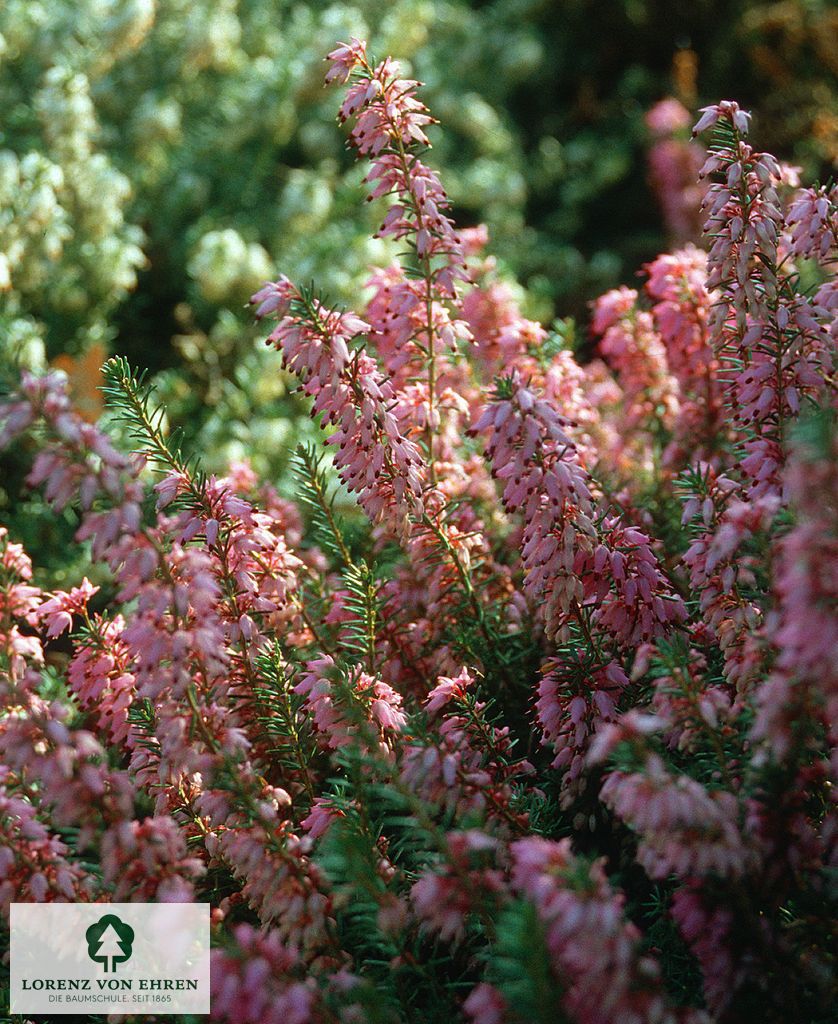 Erica carnea 'Rosalie'