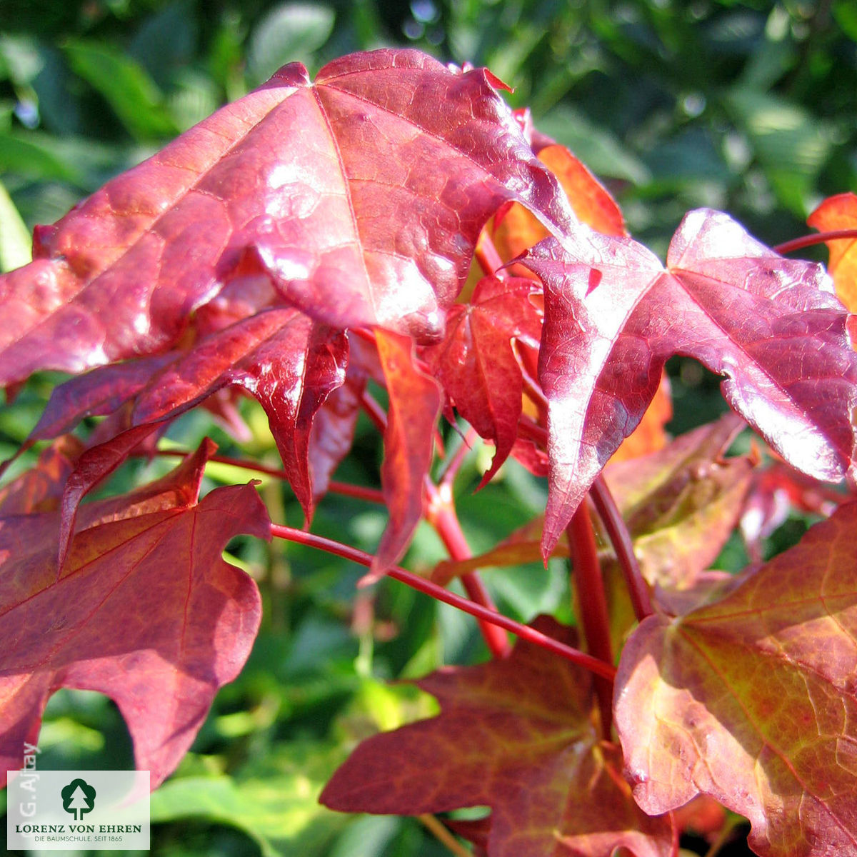 Acer cappadocicum 'Aureum'