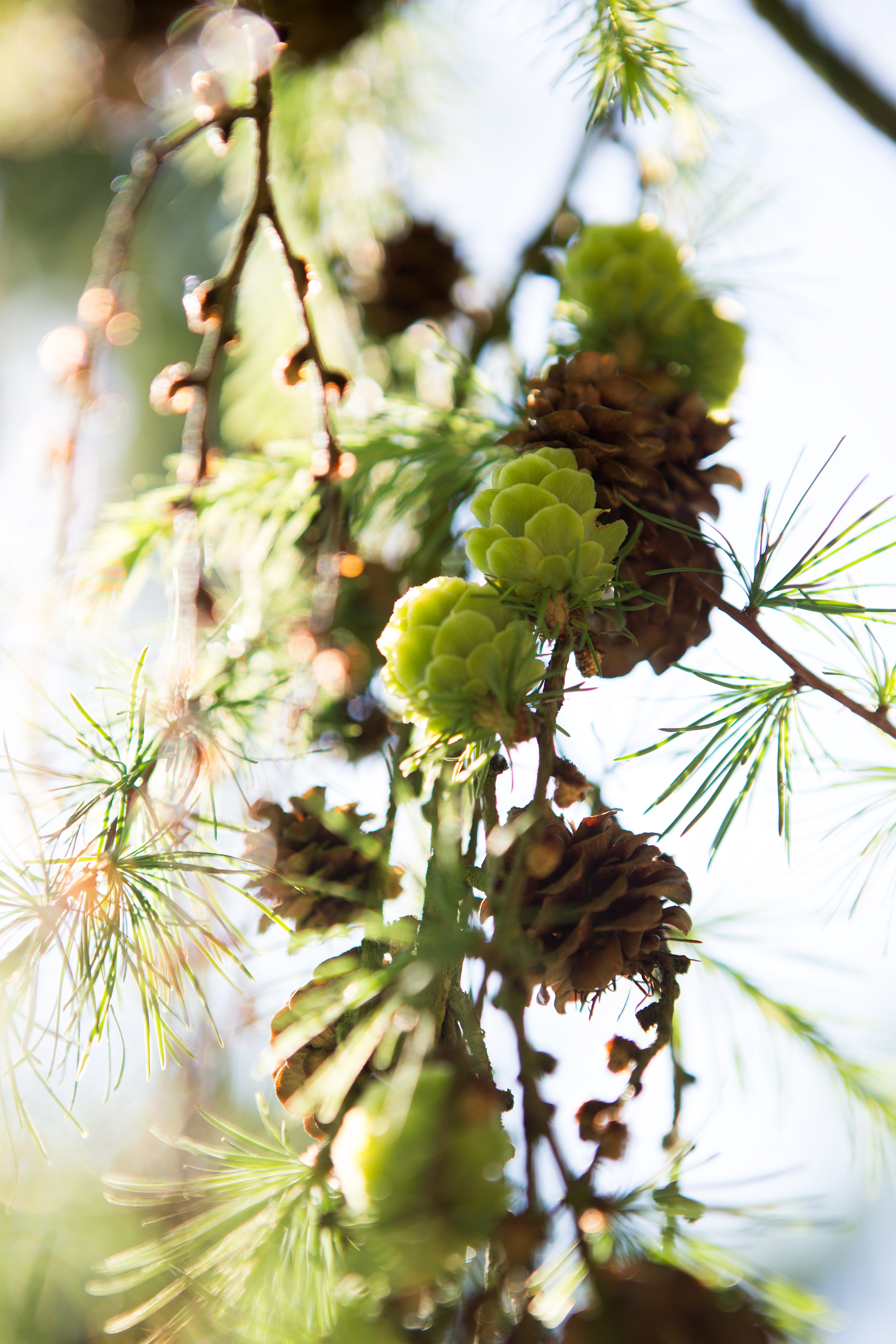 Larix kaempferi 'Pendula' Unikat