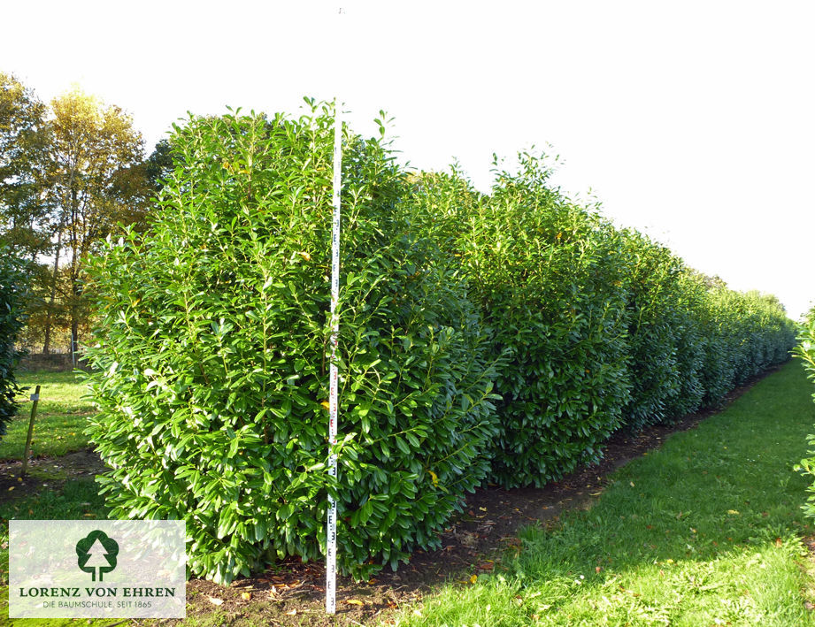 Prunus laurocerasus 'Novita'