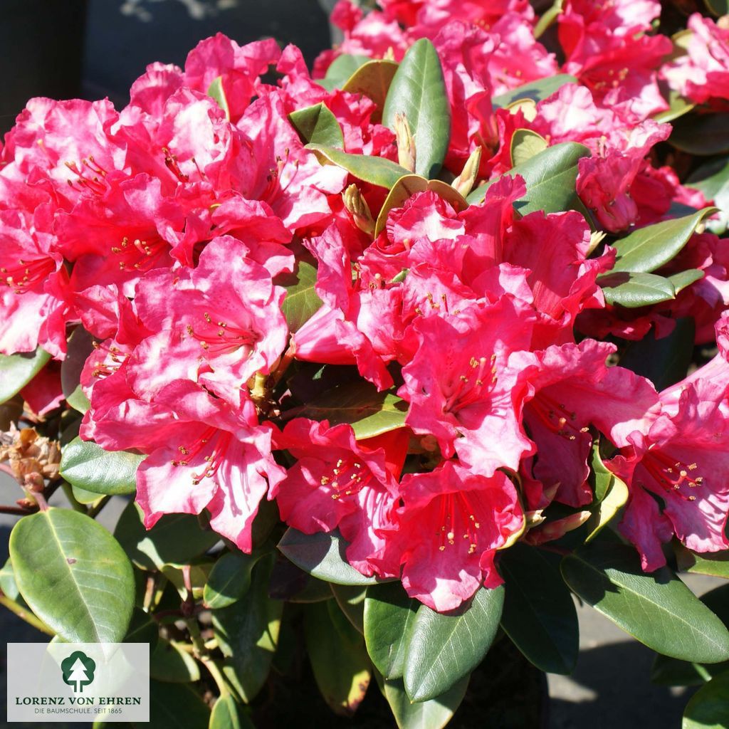 Rhododendron williamsianum 'Tromba'