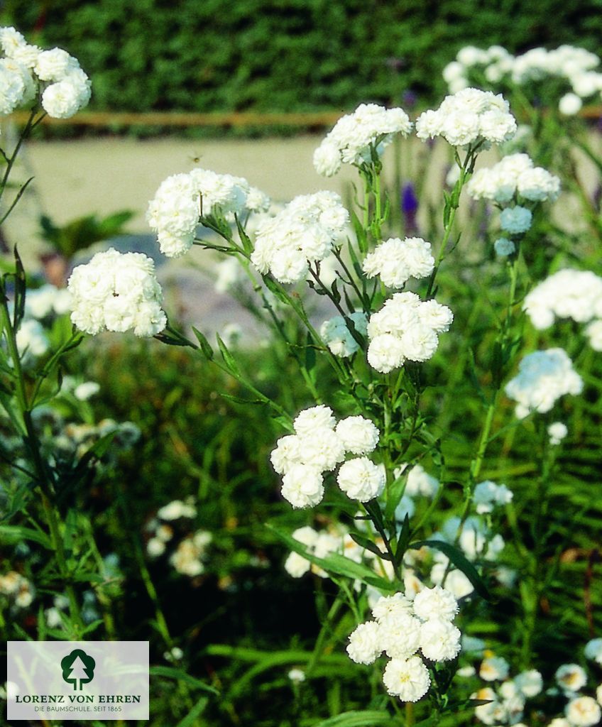 Achillea ptarmica 'Boule de Neige'