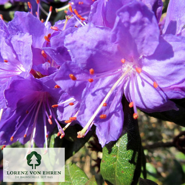 Rhododendron russatum 'Gletschernacht'