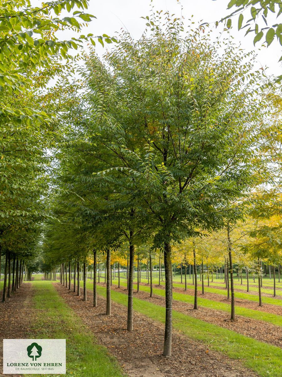 Zelkova serrata 'Village Green'