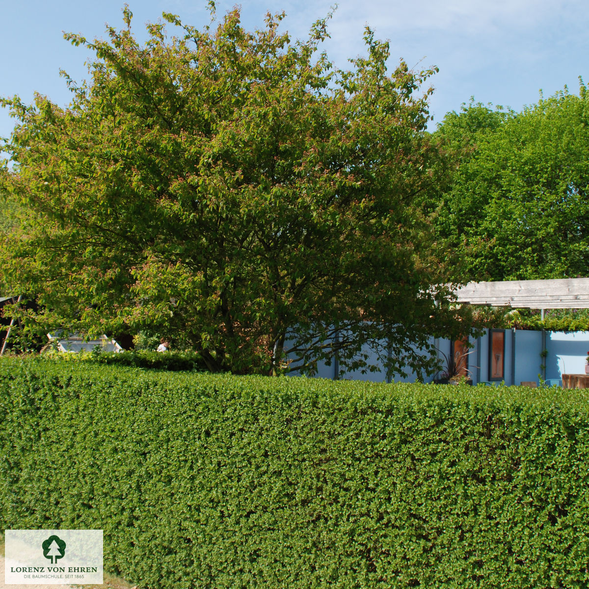 Ligustrum vulgare 'Atrovirens'