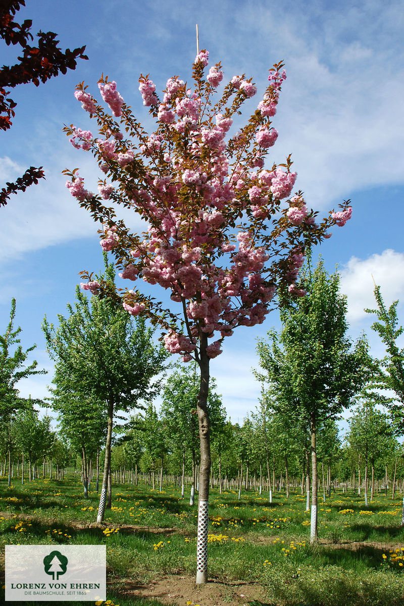 Prunus serrulata 'Kanzan'