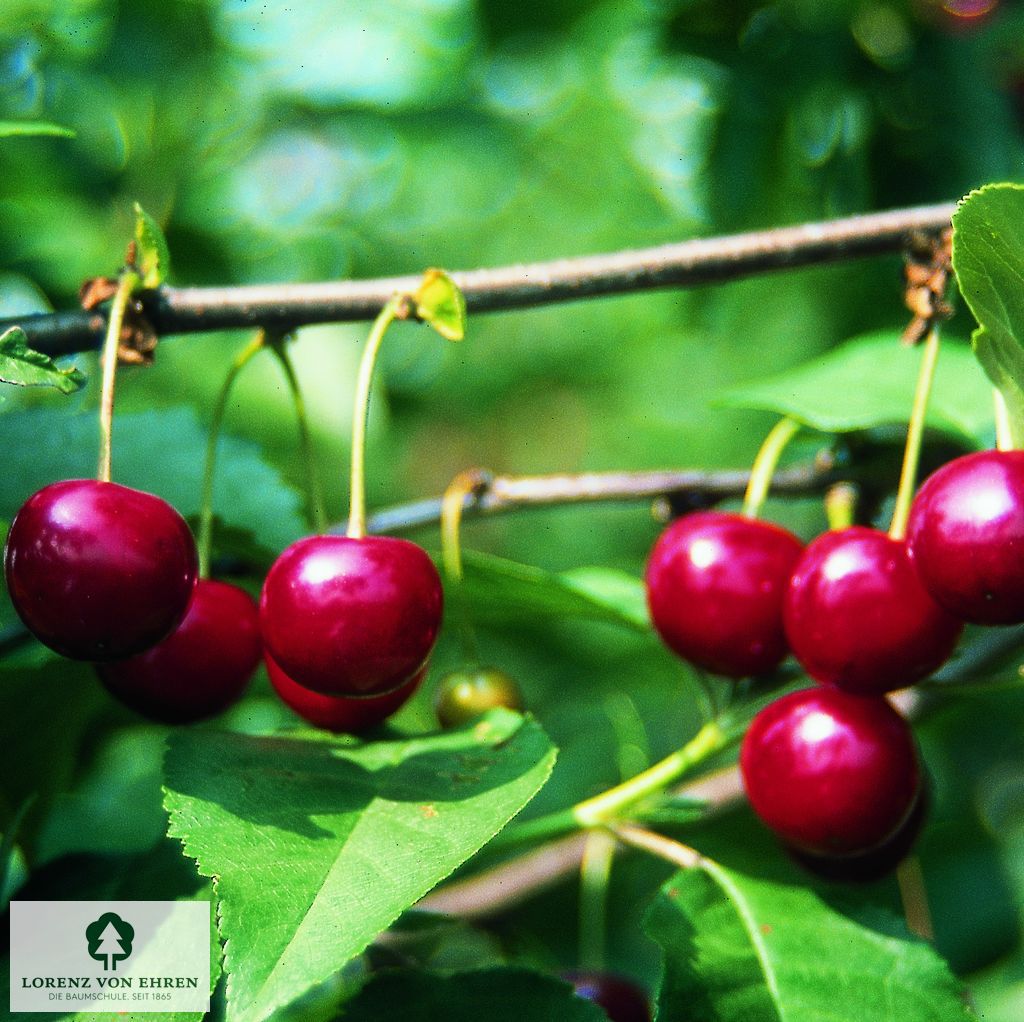 Prunus cerasus 'Morellenfeuer'