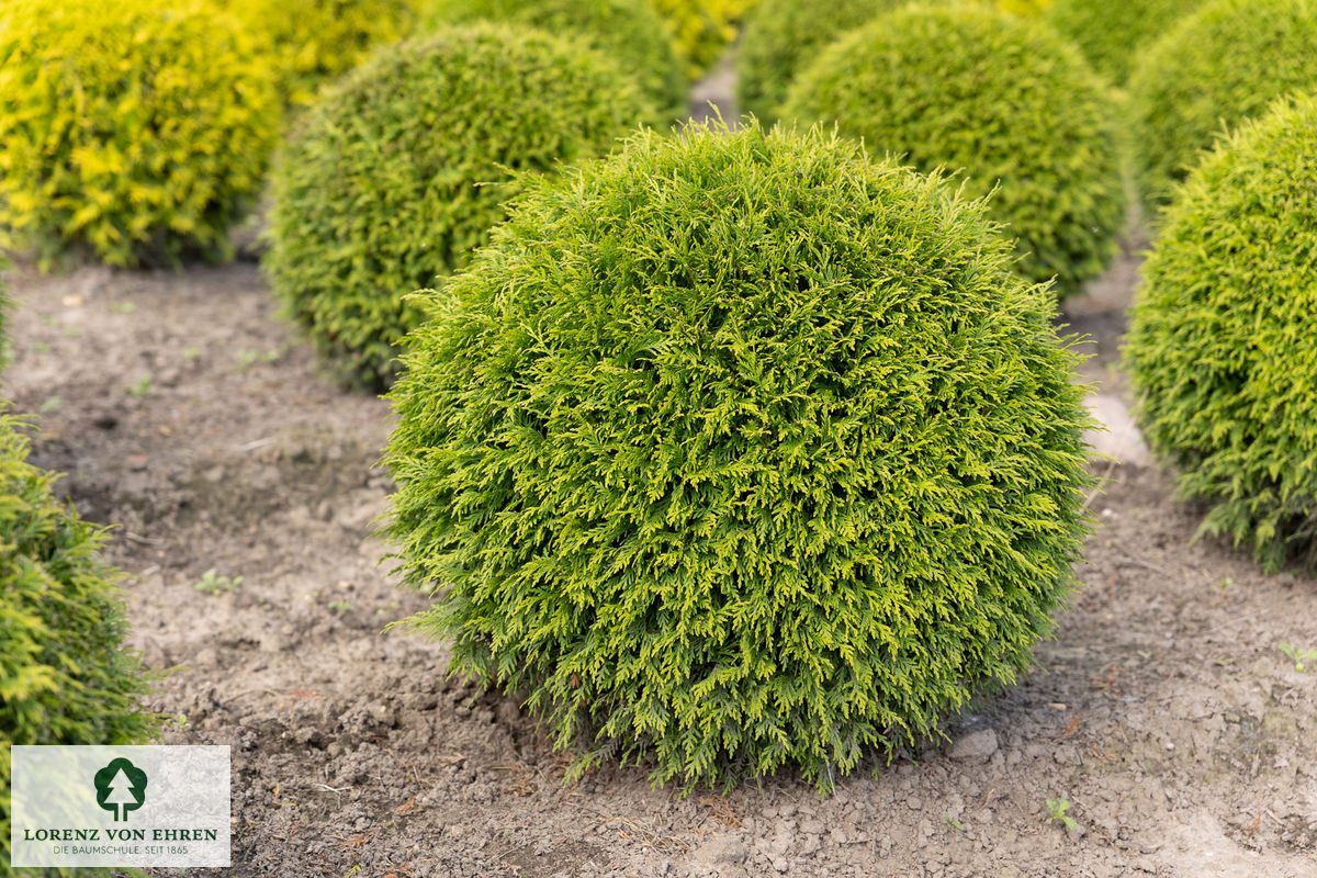 Thuja occidentalis 'Woodwardii'