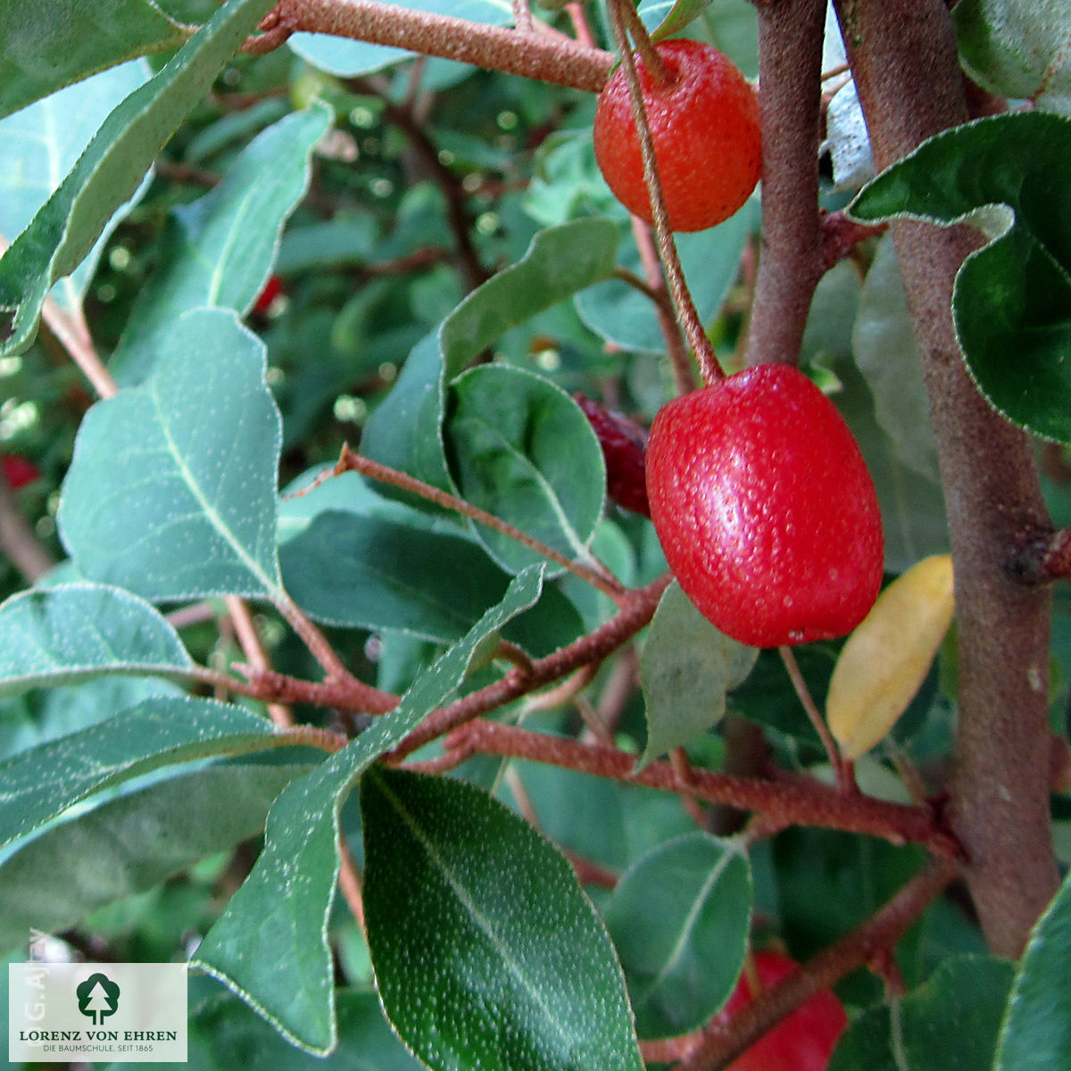 Elaeagnus multiflora