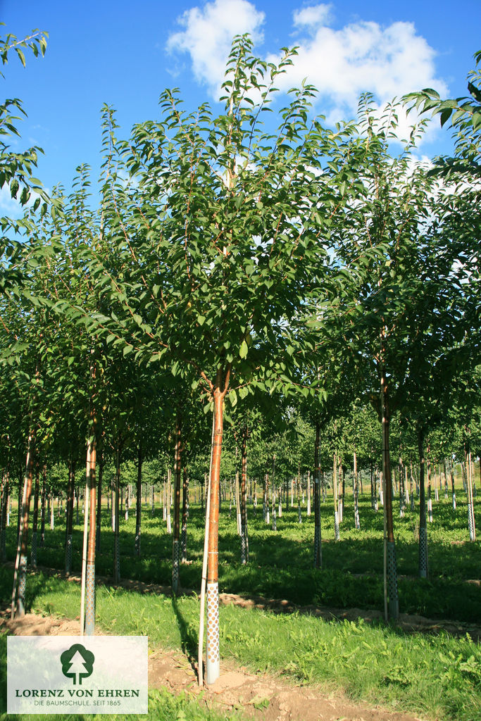 Prunus maackii 'Amber Beauty'