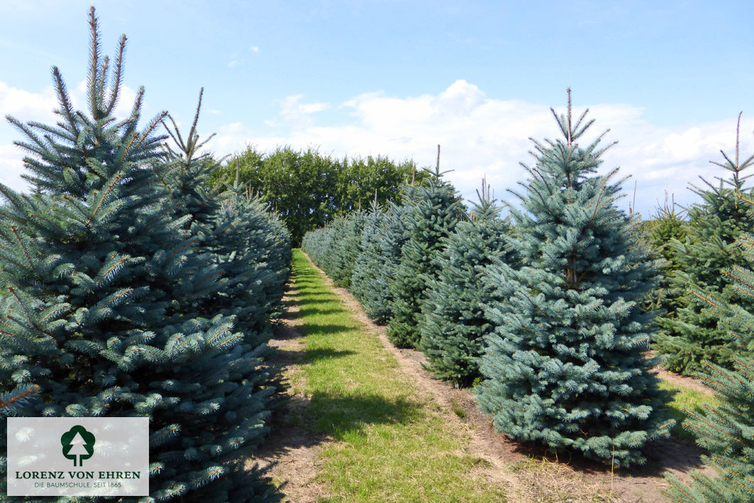 Picea pungens glauca