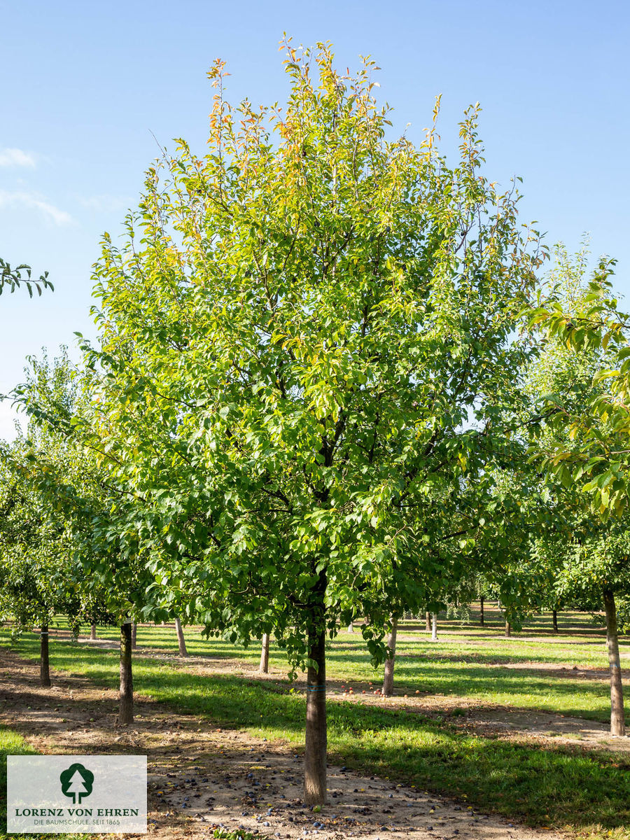 Prunus domestica 'Hauszwetsche'