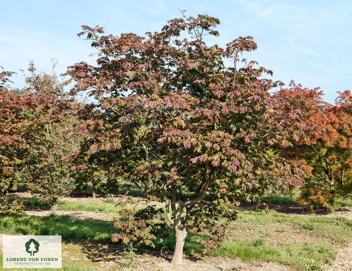 Acer japonicum 'Aconitifolium'