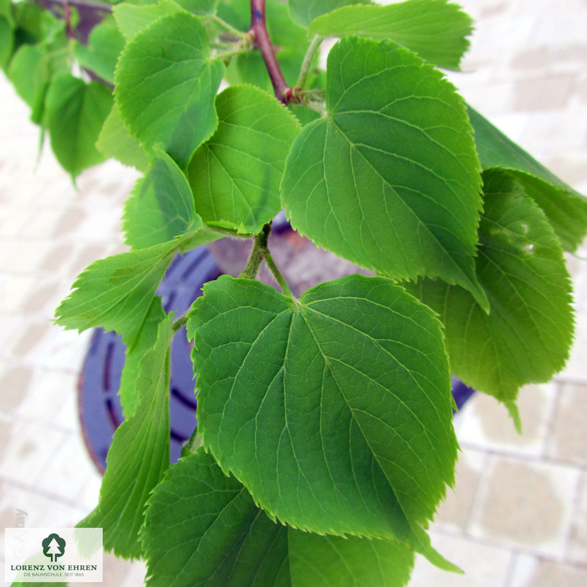 Tilia cordata 'Greenspire'