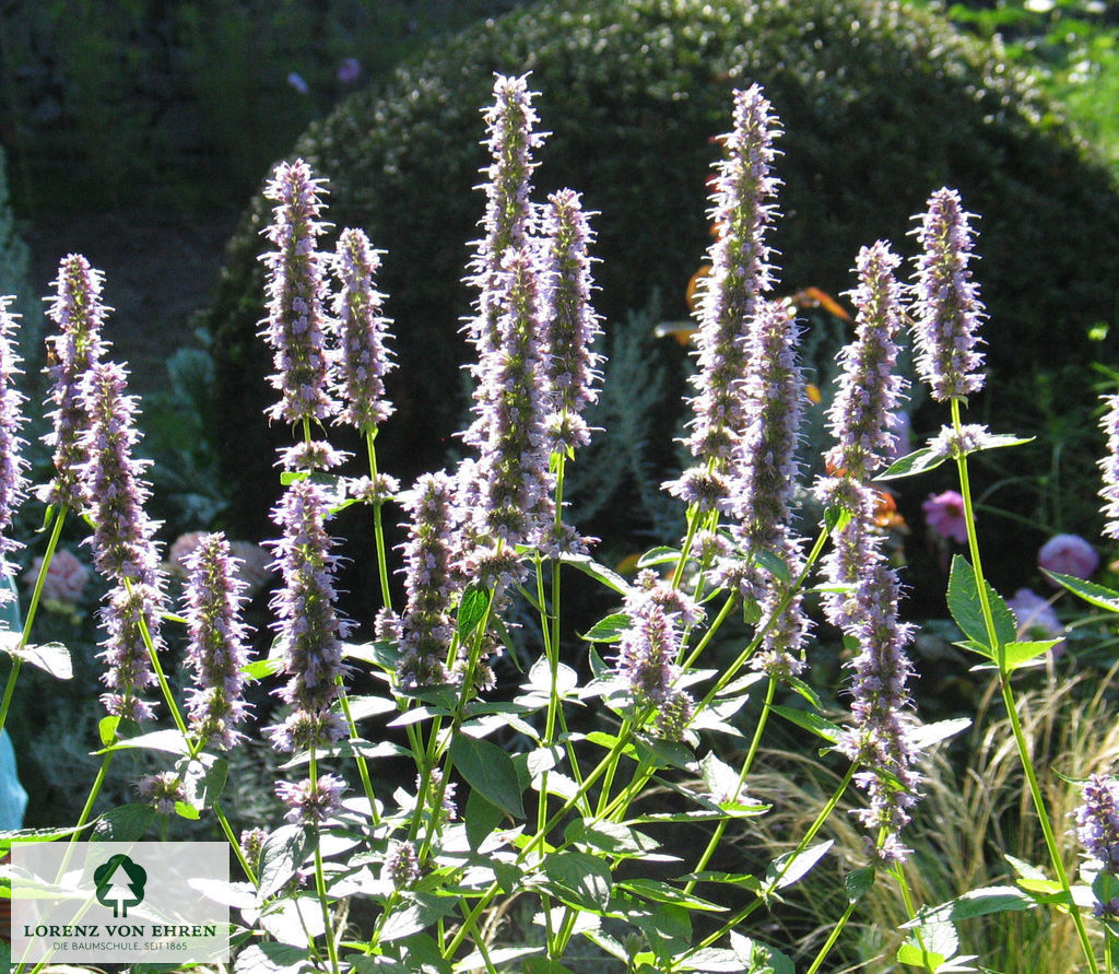 Agastache rugosa 'Blue Fortune'