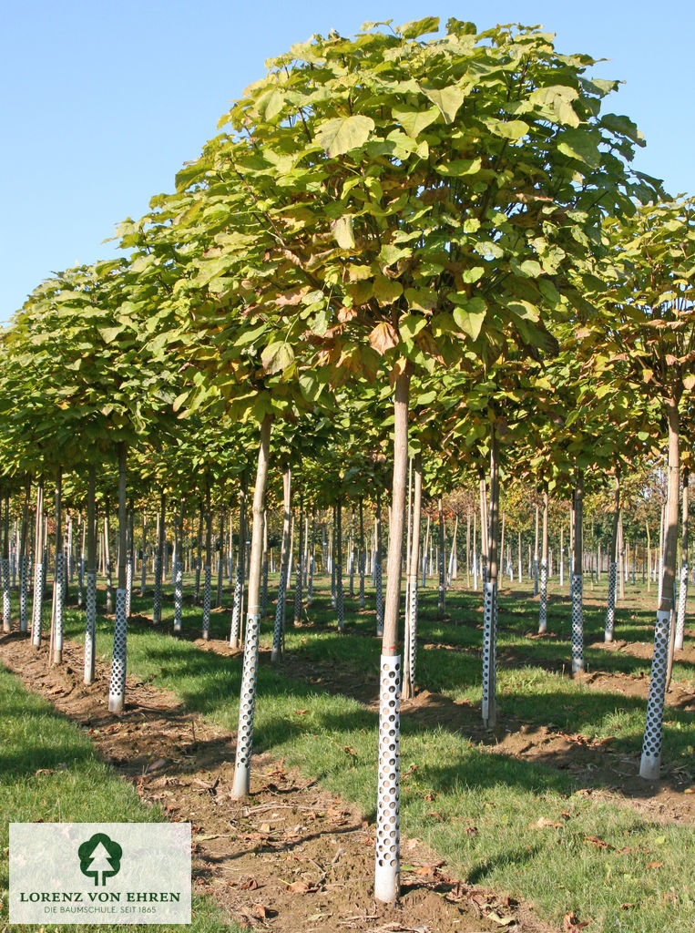 Catalpa bignonioides 'Nana'