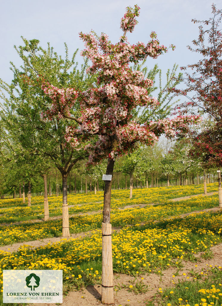 Malus floribunda