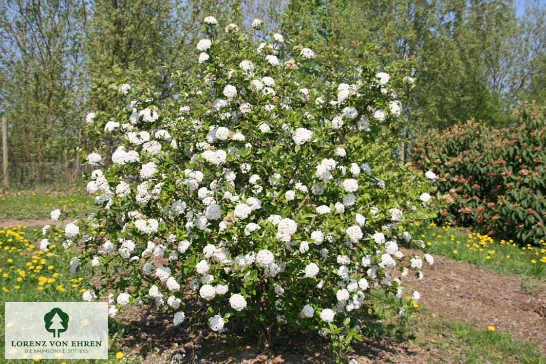Viburnum burkwoodii