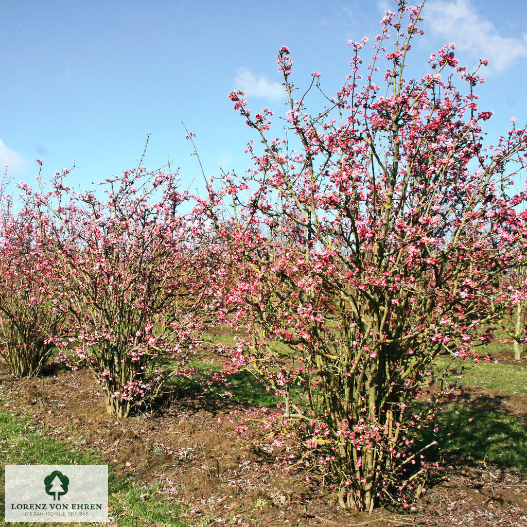 Viburnum bodnantense 'Dawn'