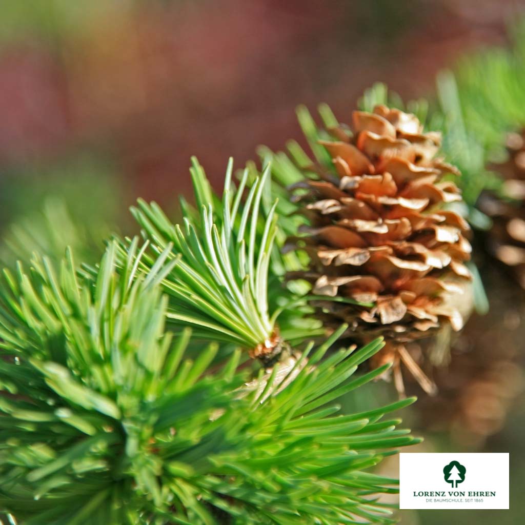 Larix kaempferi Unikat
