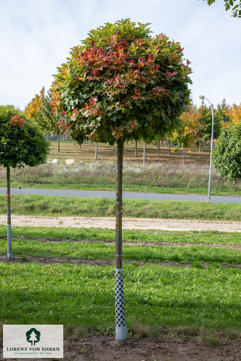 Quercus palustris 'Green Dwarf'
