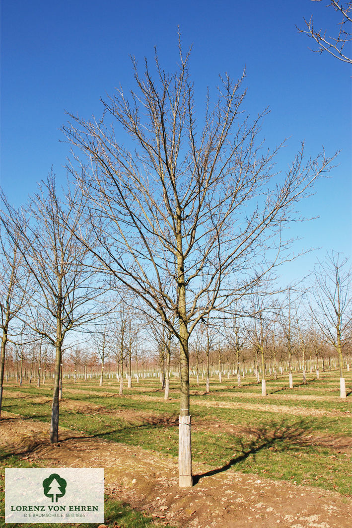 Prunus domestica 'Hauszwetsche'