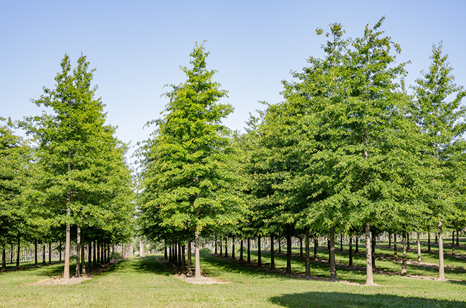Sumpfeichen in Reihe
