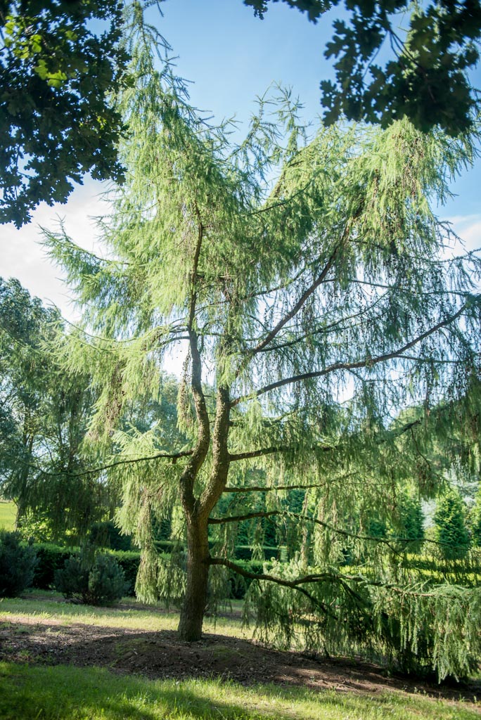 Larix kaempferi 'Pendula' Unikat