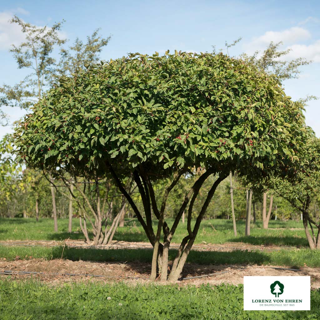 Malus toringo sargentii 'Eskilstuna' Unikat